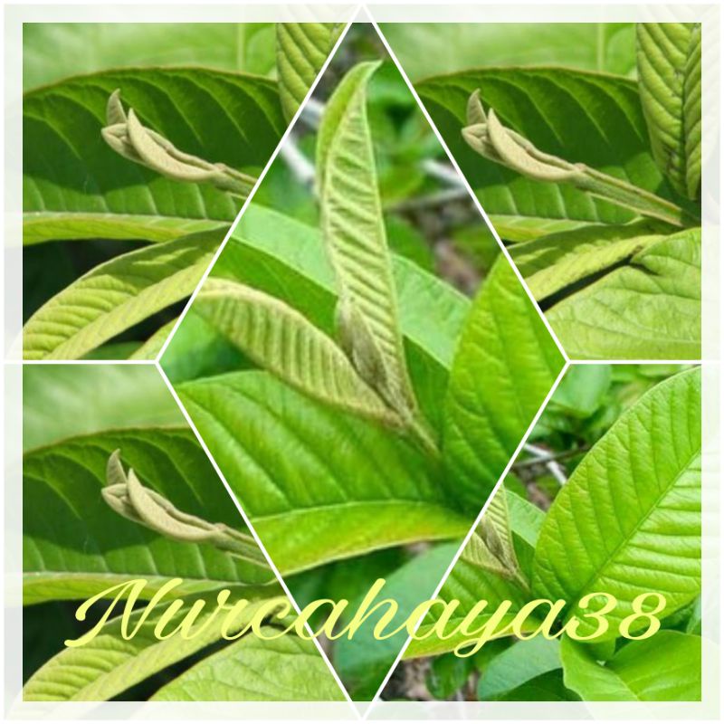 Daun jambu BIJI SEGAR- daun jambu biji