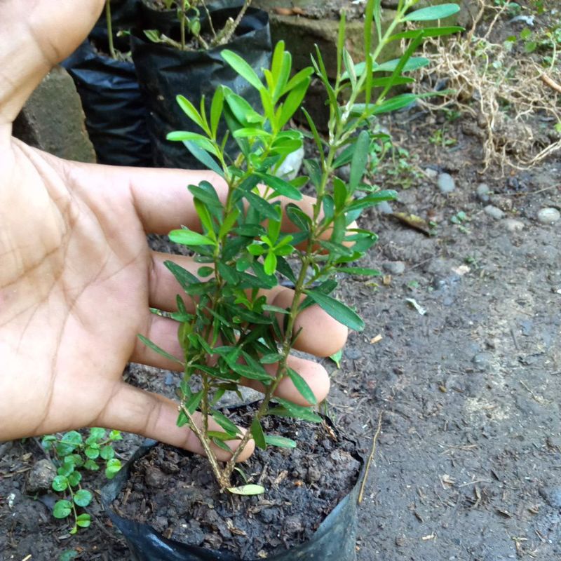 bibit bonsai boxus kecil