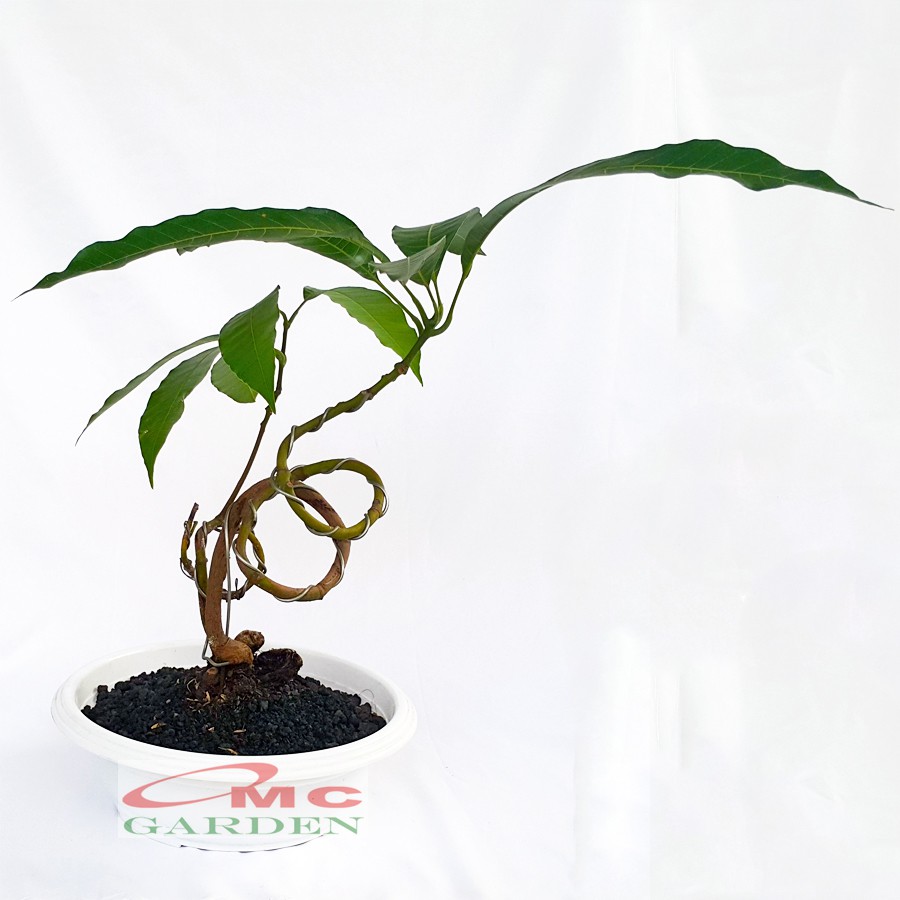 Tanaman Hias Pohon Bonsai Bonsae Mame Mangga B-MG-001