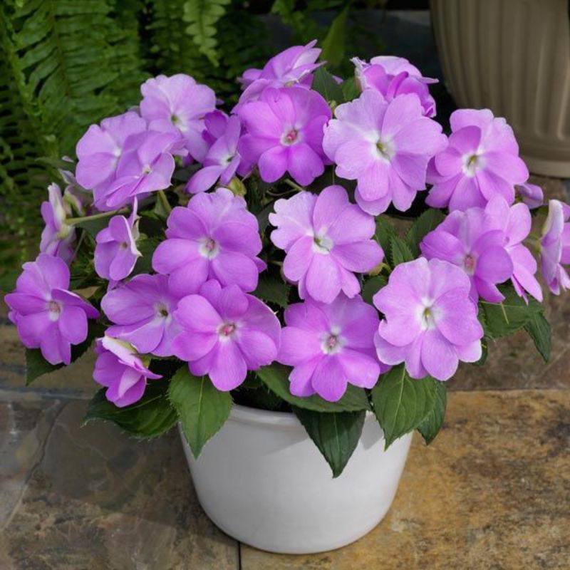 Tanaman hias tapak dara bunga ungu/vinca bunga ungu/tanaman gantung/tanaman hidup/bunga hias hidup