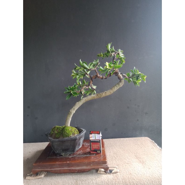 bonsai beringin elegan..relpict