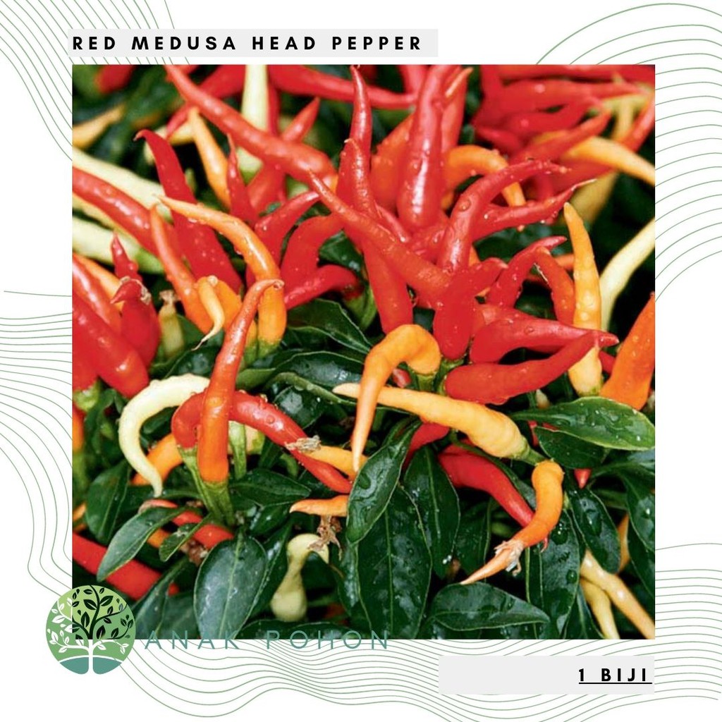 Benih Bibit Biji - Cabai Red Medusa Head Pepper - IMPORT