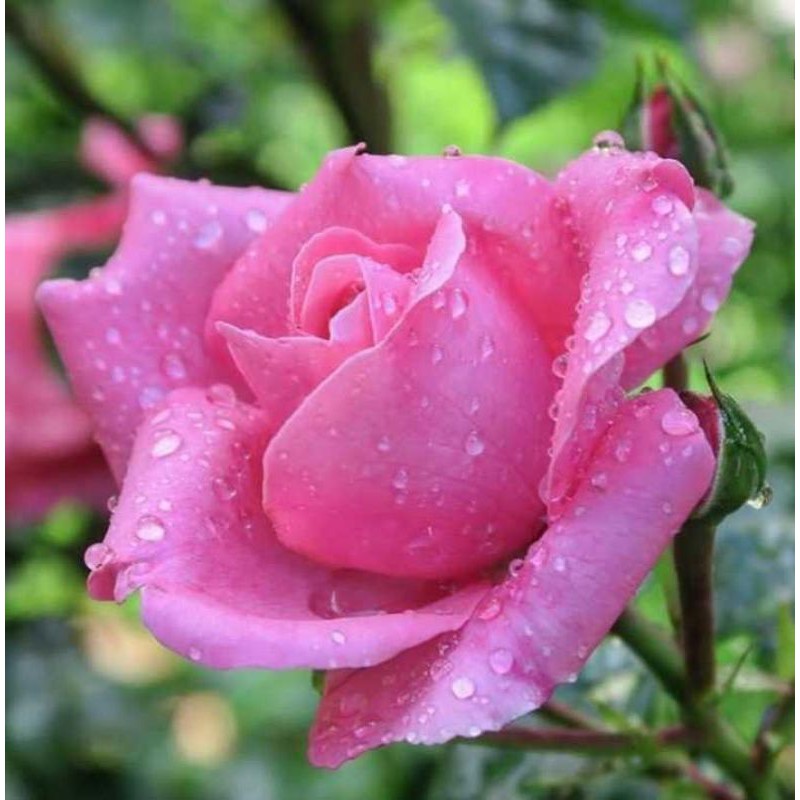 biji bunga mawar pink