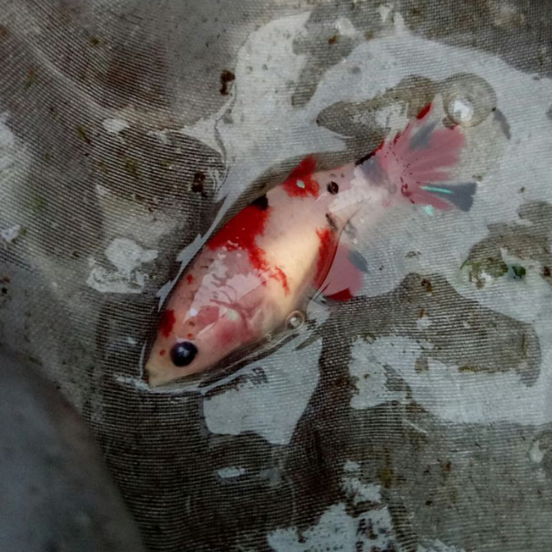 PROMO IKAN CUPANG BETINA FULL EGG (NEMO,KOI GALAXY,CELLO,MULTYCOLLOR)