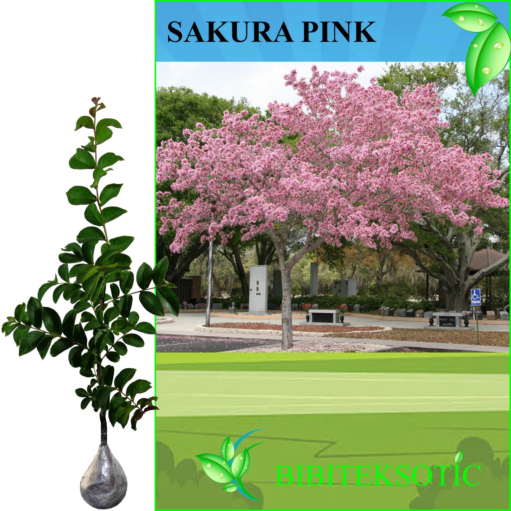 Tanaman Bunga Sakura Pink Pink Crape Myrtle Tinggi 30 Cm Shopee Indonesia