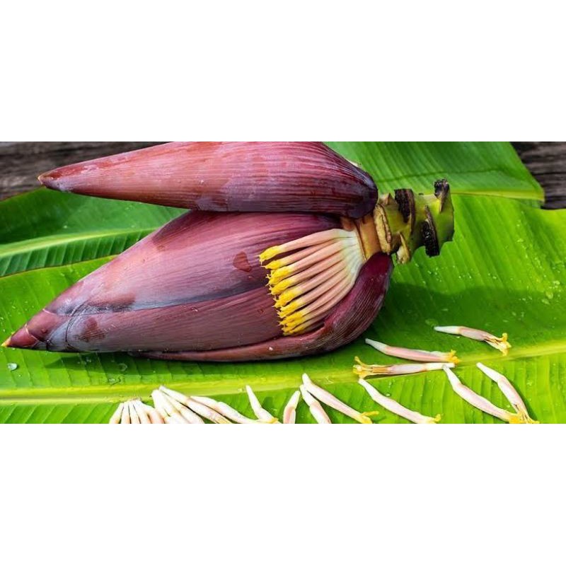 

Jantung pisang berkualitas - 1 Pcs