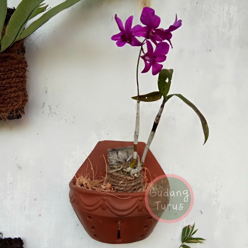 Pot Gerabah Anggrek Tempel Gantung Handmade Tanaman Hias