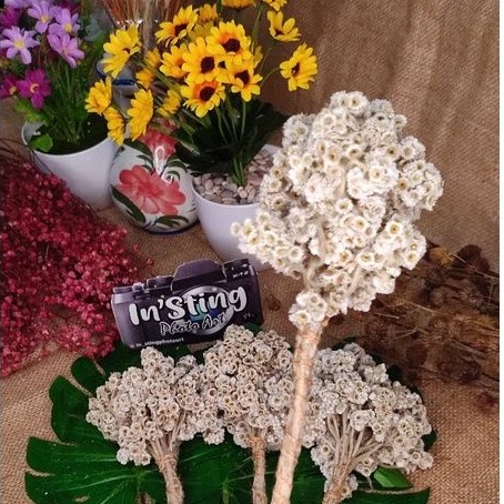 Bunga Abadi Edelweis Kering Properti Foto Studio Photo Produk Dekorasi Seni Aesthetic