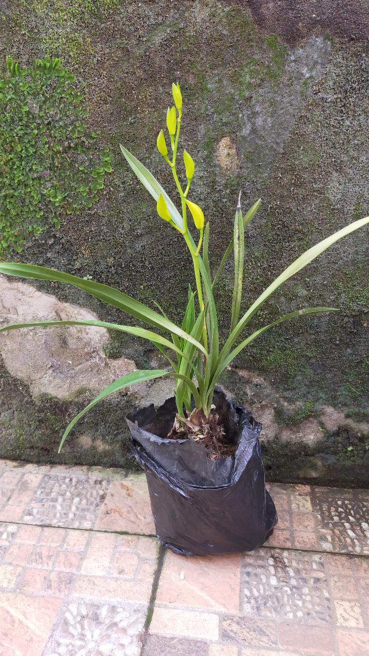 Anggrek Cymbidium Golden Boy