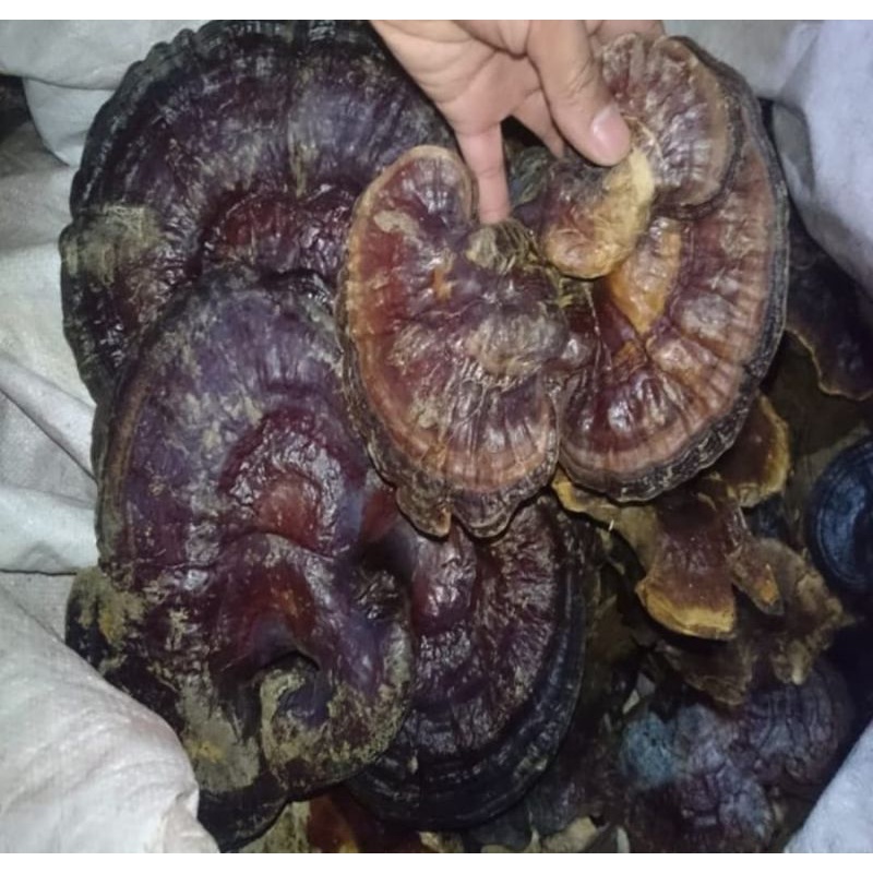 

1kg jamur lingzhi kering alami dari alam bentuk masih jamur lingzi lingji
