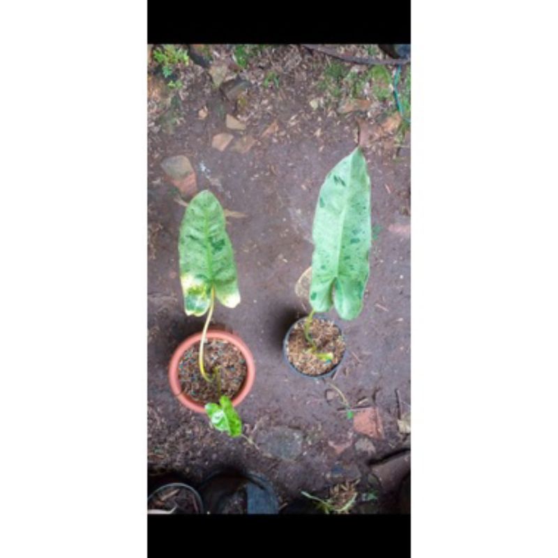 Philodendron Paraiso Verde 1daun  Philodendron Paraiso Verde