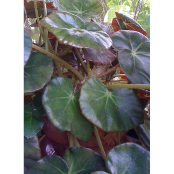 Jual begonia nelumbiifolia Shopee Indonesia