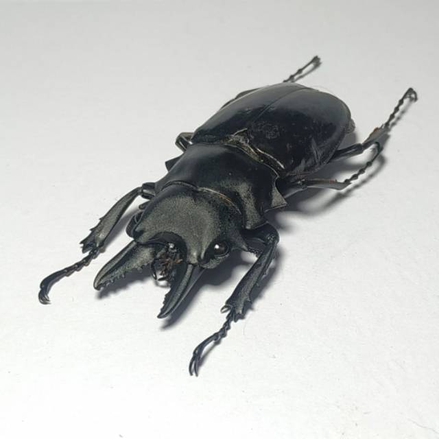 AWETAN SERANGGA ASLI/TAXIDERMY KUMBANG CAPIT BELICOSA