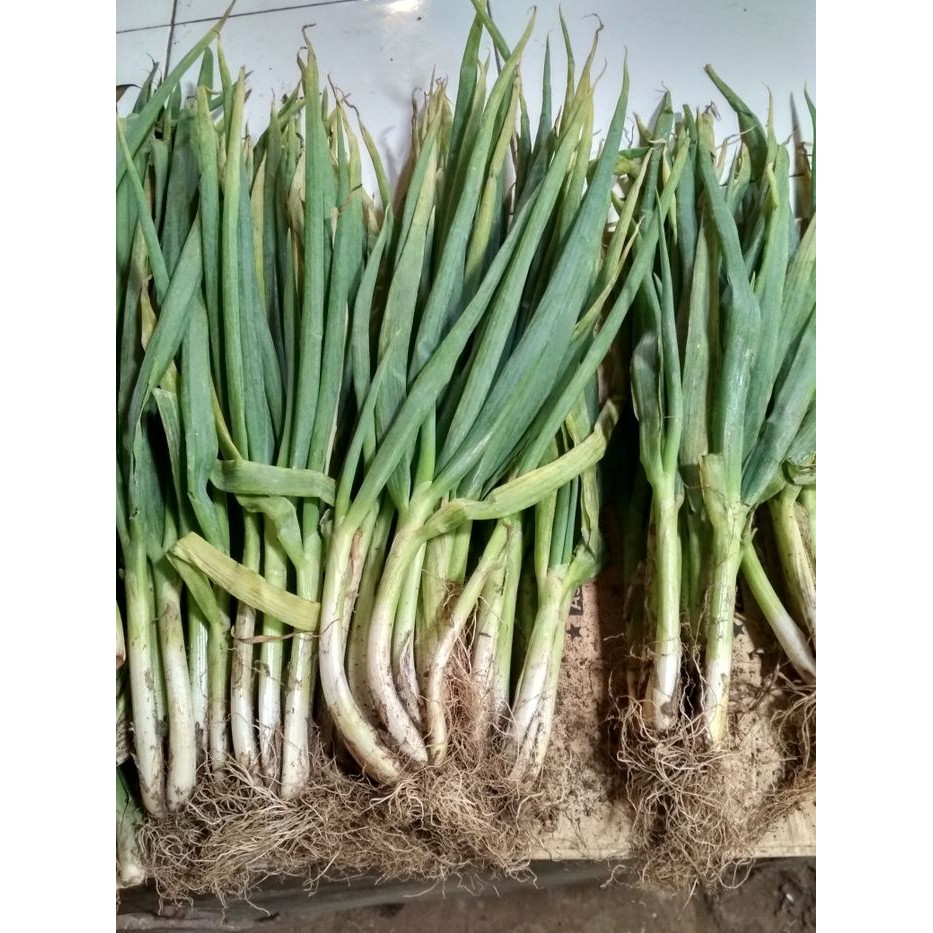 

Sayur Daun Bawang Sayur Mayur Segar Sayur SegarJakarta