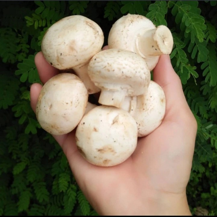 

Jamur Champion / Kancing / Champignon / Bulat Fresh Alami 500 gram