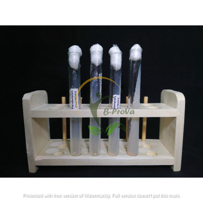 [B-PROVA] ISOLAT Pseudomonas fluorescens / Biang Pseudomonas fluorescens / BIBIT Isolat Pseudomonas 