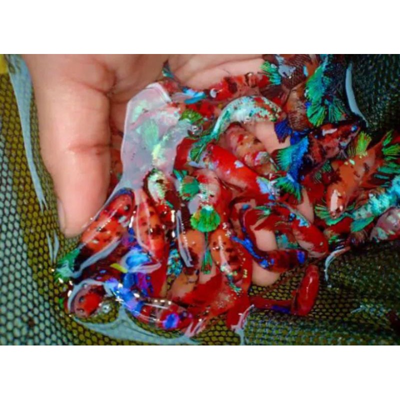 ikan cupang hias female/betina koi/Galaxy multi color/Nemo multi color fullblock