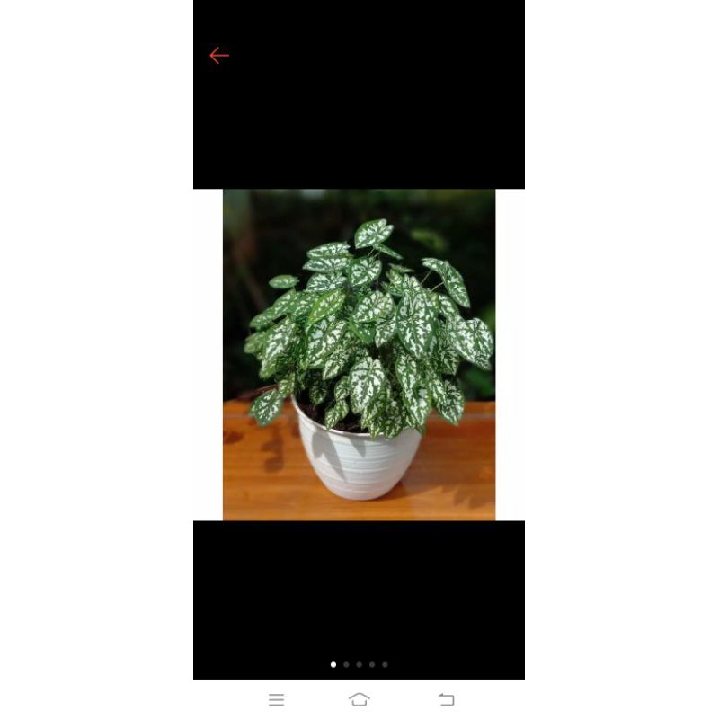 umbi keladi liliput sudah ada tunas