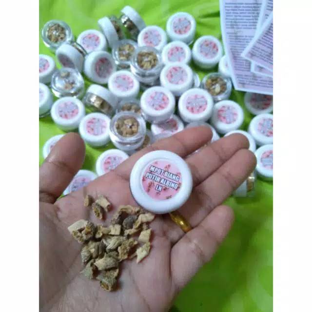 Mpot putih LN , empot biang putih , empot putih mpot albino