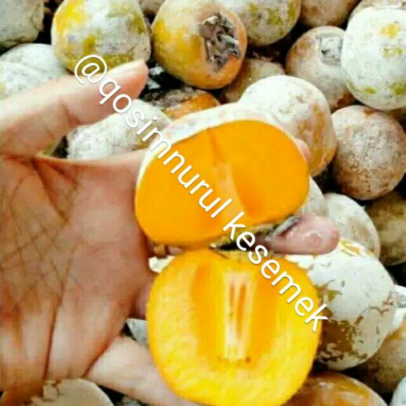 1kg buah kesemek segar