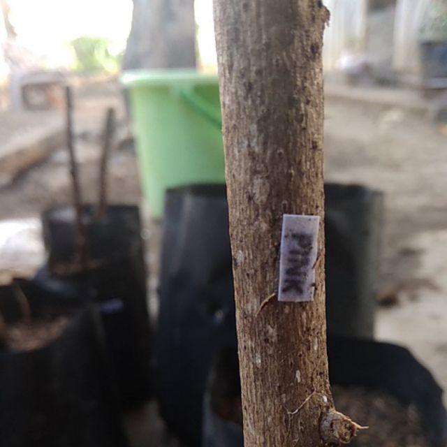 Bougenvile Pink/bambino Baby Alison./ Bogenvil. Bougenville