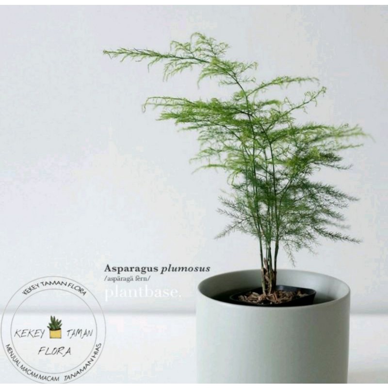 Tanaman Hias Asparagus Plumosus - Bunga Asparagus