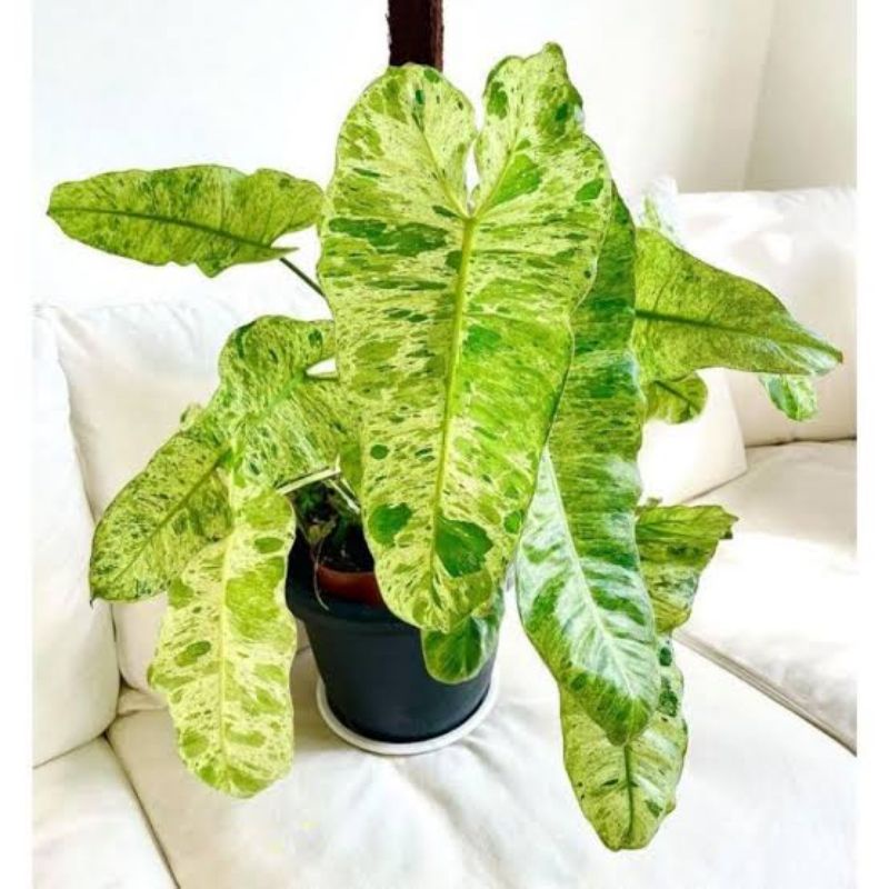 Tanaman Hias Philodendron Paraiso Verde - Philodendron Verde