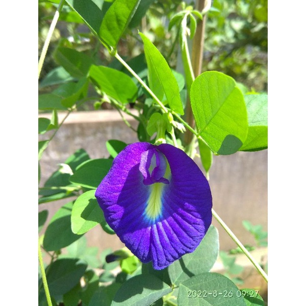 

Bunga Telang Biru Kering (Dried Butterfly Pea Flower)