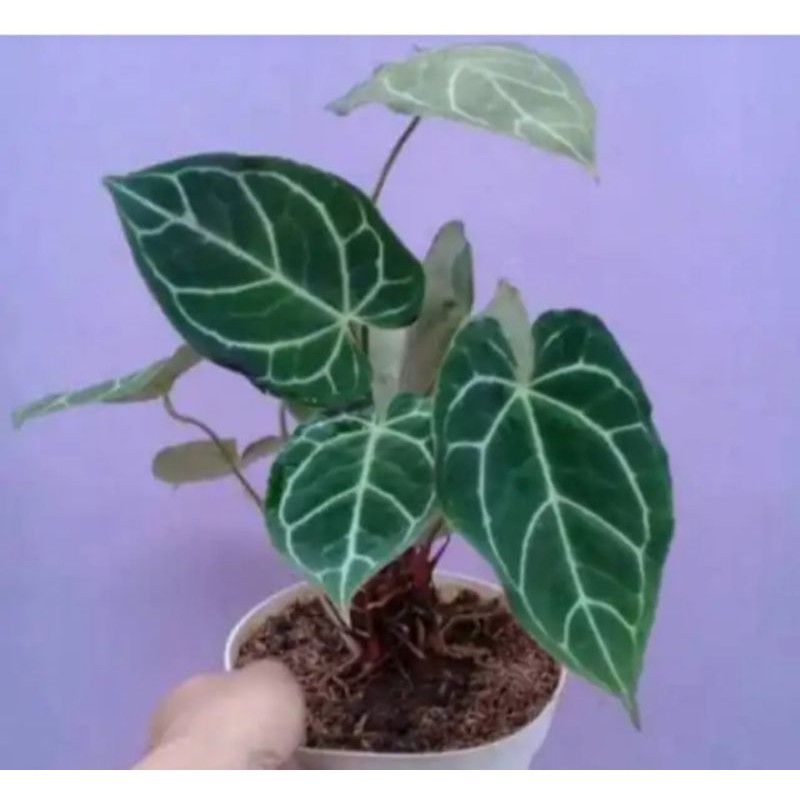 Tanaman hias Kuping Gajah,tanaman kuping gajah mini