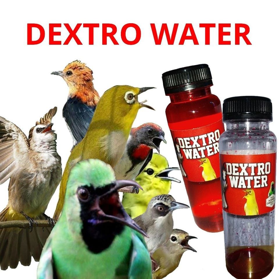 99 Gambar Semua Jenis Unggas Gratis