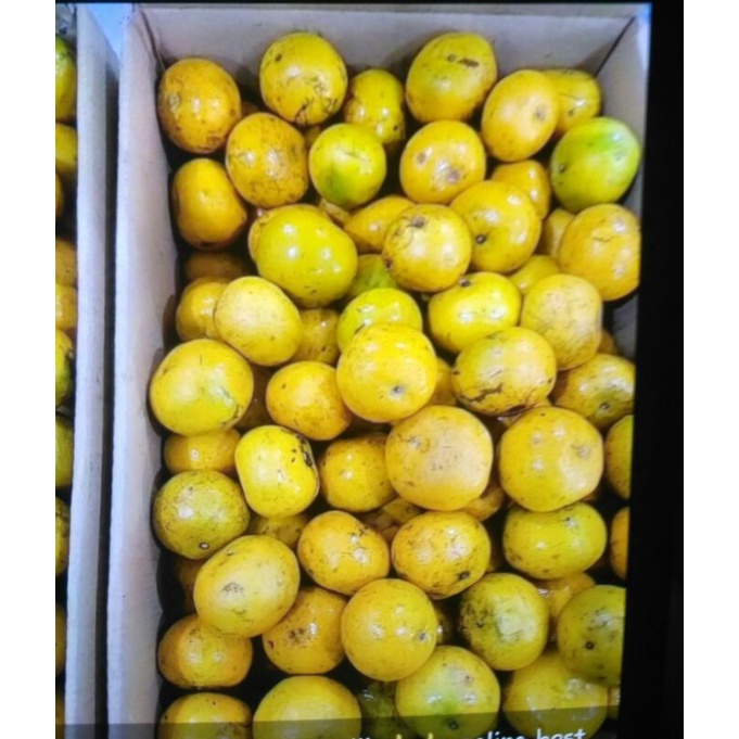 

jeruk medan manis 1 kg