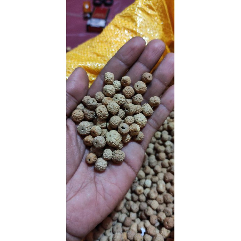 1000 butir jenitri rudraksha 8_9 mm kecil