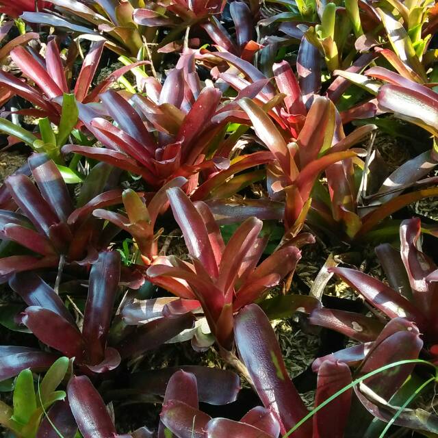 Bromelia merah mini