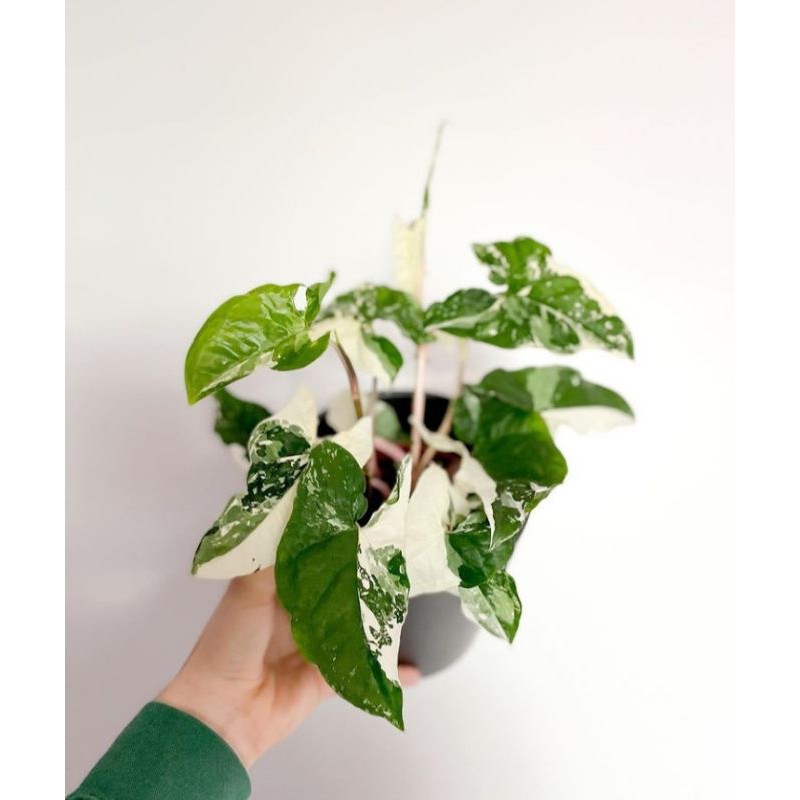 syngonium variegata albo