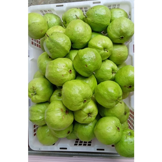 

Jambu Kristal Kebumen