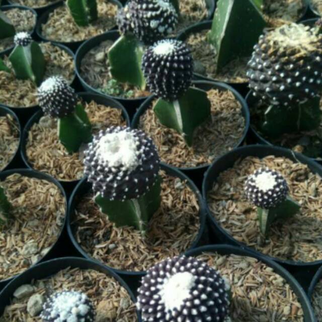 

Copiapoa