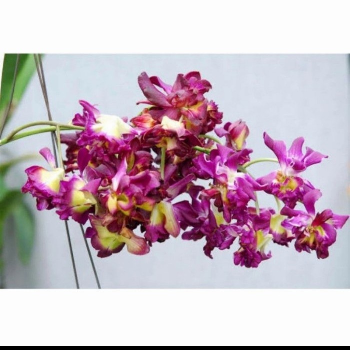 anggrek dendrobium keiki mawar sudah spike