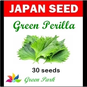 Benih Biji Shiso Green Perilla Pack - Japan Seed
