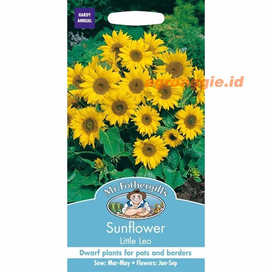 Benih SUNFLOWER Little Leo Mr. Fothergill's