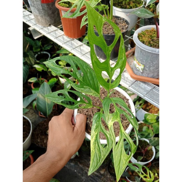 adansoni varigata lokal