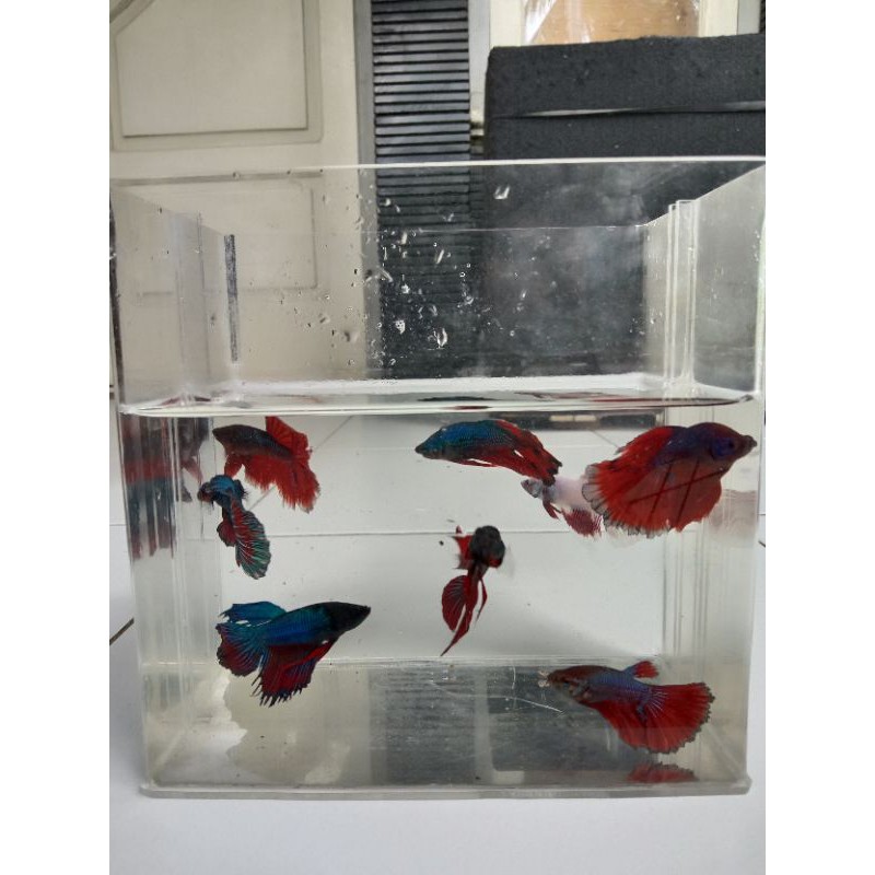 IKAN CUPANG HALFMOON.