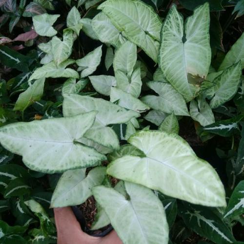 Tanaman hias hidup syngonium white tanaman syngonium putih bunga keladi putih Nadia Taman