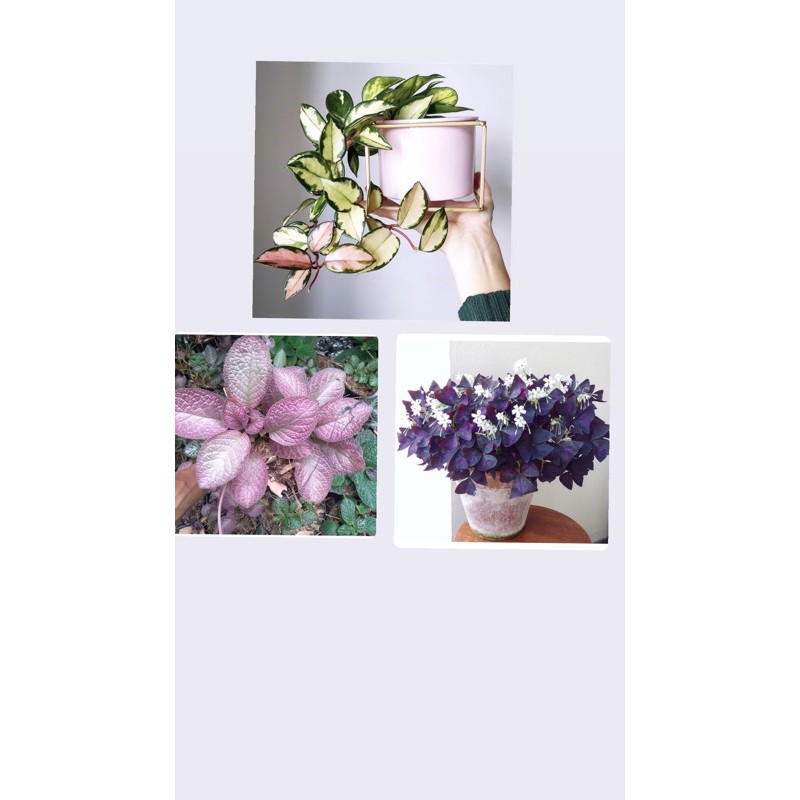 Paket 3 tanaman hias gantung-tanaman hidup-bunga hidup murah-bunga gantung hidup