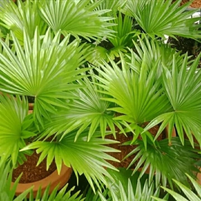 Tanaman hias palem kipas-palem-palem kipas