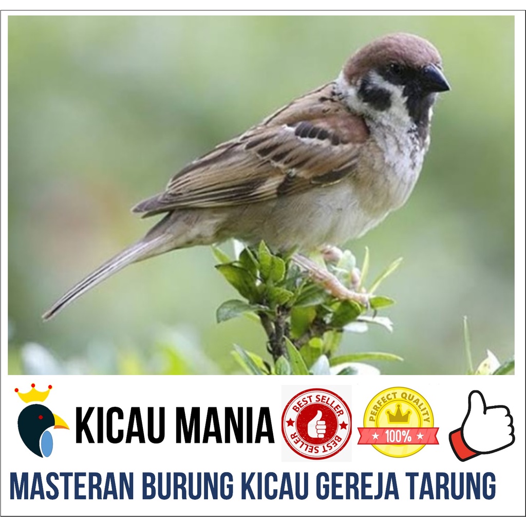 Masteran Burung Gereja Tarung Gacor