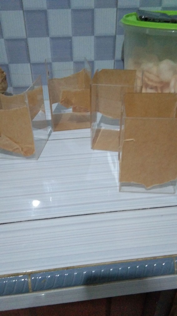 Aquarium Acrylik / Soliter Ikan Cupang, Betta Fish Akrilik, Aquarium Mini.