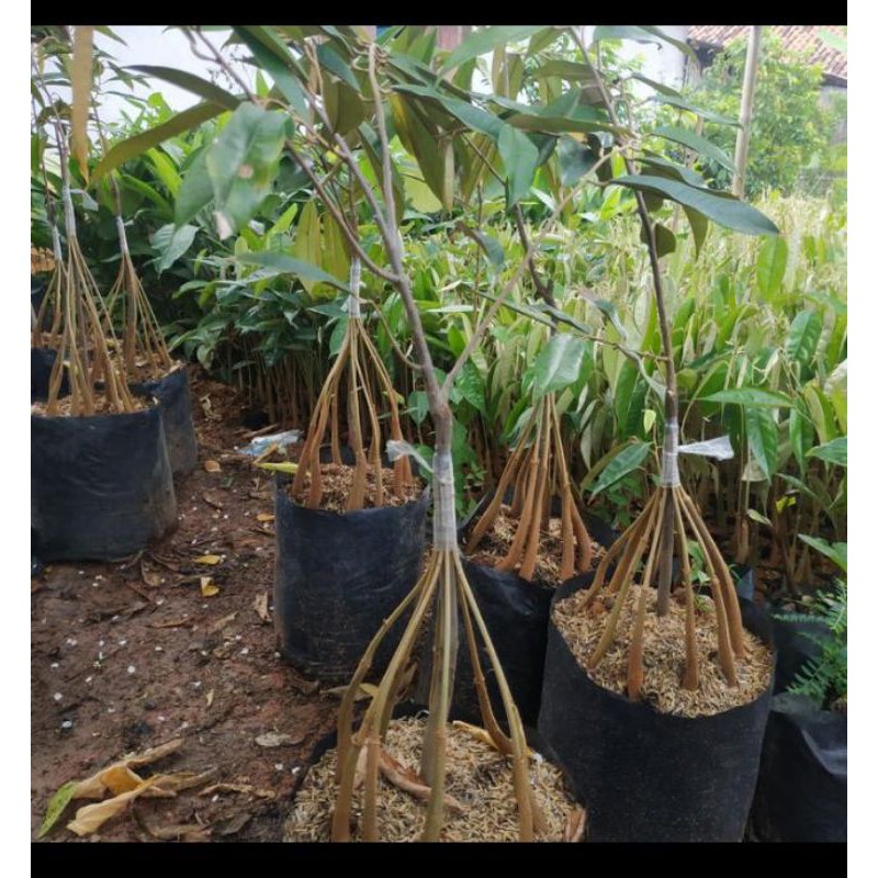 bibit durian  montong kaki 10