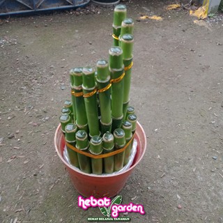 Bambu Hoki Spiral susun 2 15 Sri Rezeki Tanaman Bambu Hoki Spiral susun 2 15 Sri Rezeki Tanaman