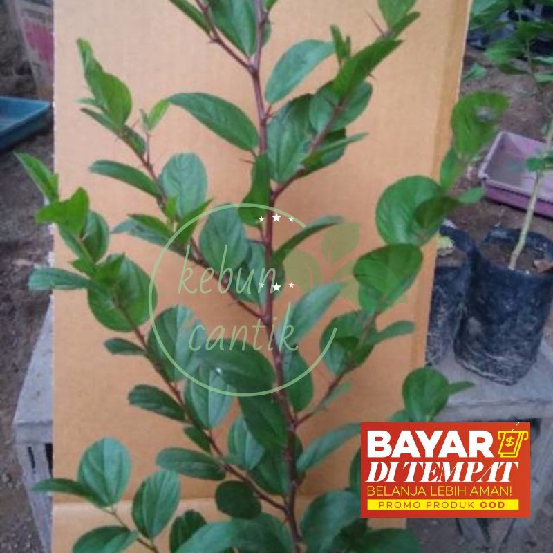 POHON BIBIT BIDARA TANAMAN BIDARA DAUN BIDARA ARAB ( TANAMAN )