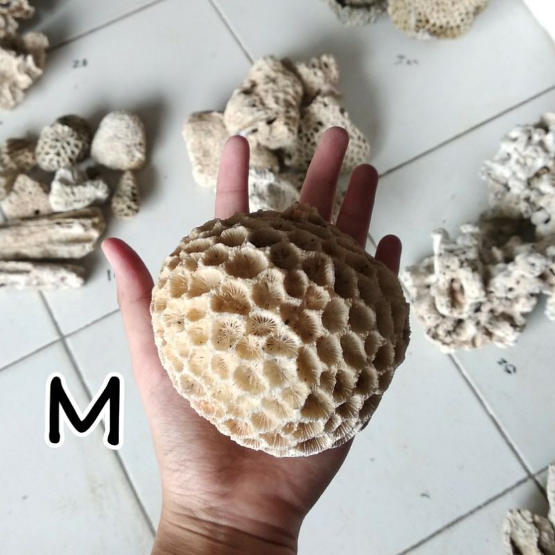 Batu karang laut asli natural coral anemon dekorasi ornamen aquarium aquascape asli BULAT BOLONG